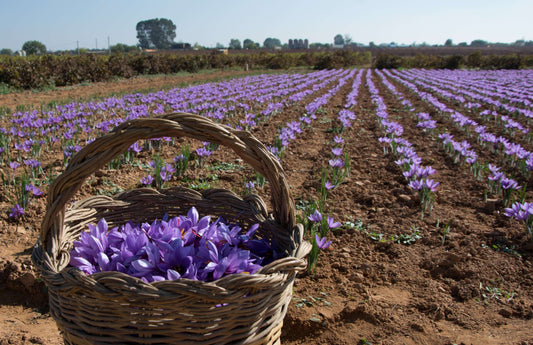 Benefits of Saffron [INFOGRAPHIC]